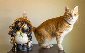 Image result for Tanuki Cat