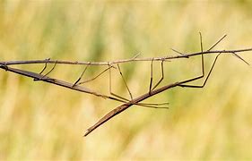 Image result for Stick Bug Bite