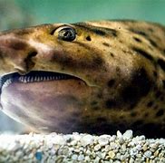 Image result for Swell Shark