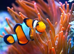 Image result for Clownfish Eyes