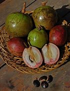 Image result for Petik Buah Sawo