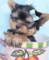 Image result for Cute Little Puppy Teacup Yorkie