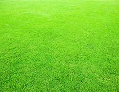 Image result for Lawn Colectin