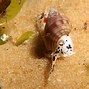 Image result for Beach Snails