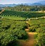 Image result for Tea Plantations Japan