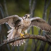 Image result for Prairie Falcon Primary Feather