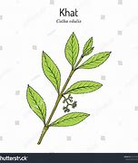 Image result for Khat Plant Book