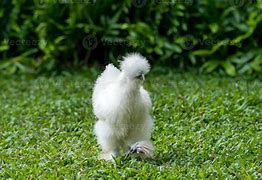 Image result for Silkie Chicken Feet