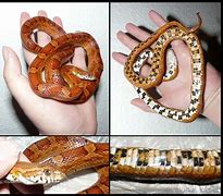 Image result for Corn Snake Anatomy