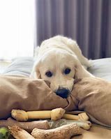 Image result for Golden Retriever and Australian Shepherd Puppy