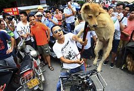 Image result for Dog Meat Market in China