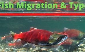 Image result for Migration of Fishes