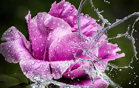 Image result for Water Butterfly Wallpaper