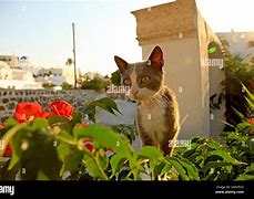 Image result for Oa Cat