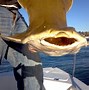 Image result for Angel Shark