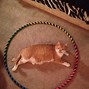 Image result for Cat with Circle Markings