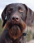 Image result for Brown Beard