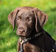 Image result for Top 10 Dog Breeds AKC