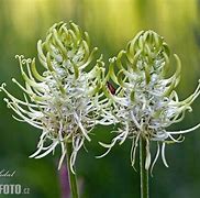 Image result for Spiked Rampion