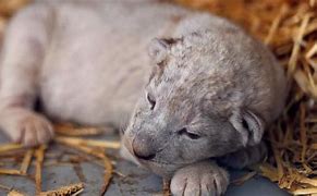 Image result for Starved Lion