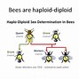 Image result for Haploid Bee