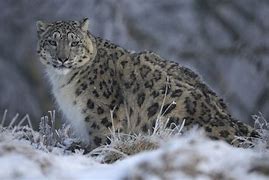 Image result for Snow Leopard Fight