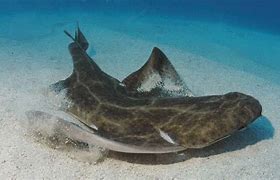 Image result for Angel Shark Species