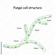 Image result for Fungi without Hyphae