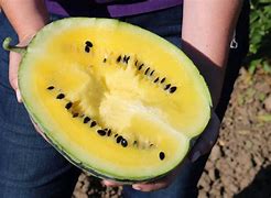 Image result for Yellow Doll Watermelon