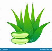 Image result for Aloe Vera Gel Clip Art