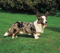 Image result for Ảnh Corgi