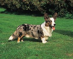 Image result for Corgi Playing