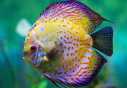 Image result for Pretty Fish