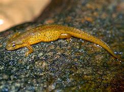 Image result for White Newt