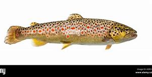 Image result for Trout Swimming