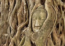 Image result for Aerial Roots