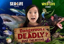 Image result for Dangerous Sea Life