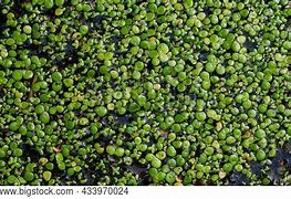 Image result for Duckweed Close Up