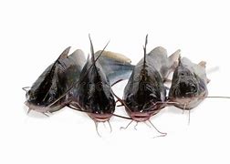 Image result for Tengra Fish HD Image