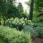 Image result for Hydrangea Pan Limelight Prime