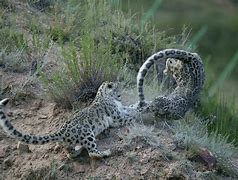 Image result for Snow Leopard Fight