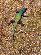 Image result for Flat Lizard Animal Species