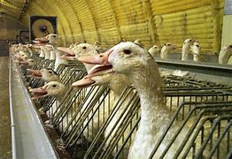 Image result for Peta Foie Gras