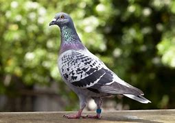 Image result for Pigeon Talons