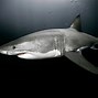 Image result for Black Shark Deep Water