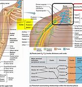 Image result for Brachial Plexus Nerve Glides