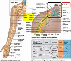 Image result for Brachial Plexus Innervation Chart