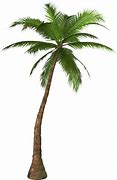 Image result for Palm Plant PNG