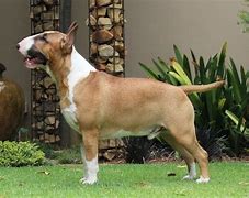 Image result for Friendly Bull Terrier