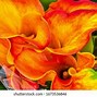 Image result for Red Calla Lily Flower